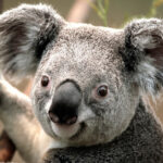 rv parks near me, home, Florida, Suncoast, rv parks in florida